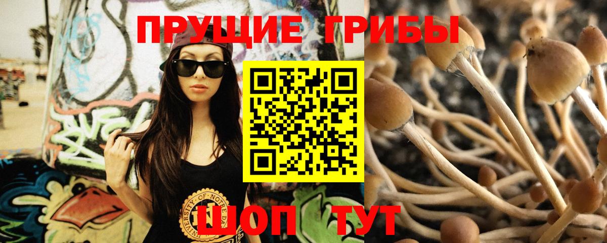 Псилоцибиновые грибы Psilocybe  как найти   Киселёвск  Вход с VPN 